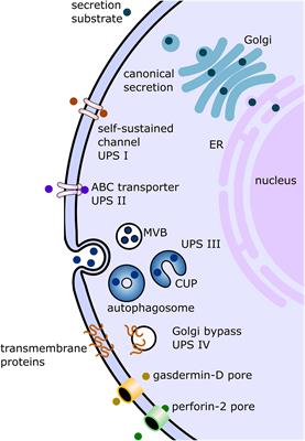 The Road Less Traveled? Unconventional Protein Secretion at Parasite–Host Interfaces